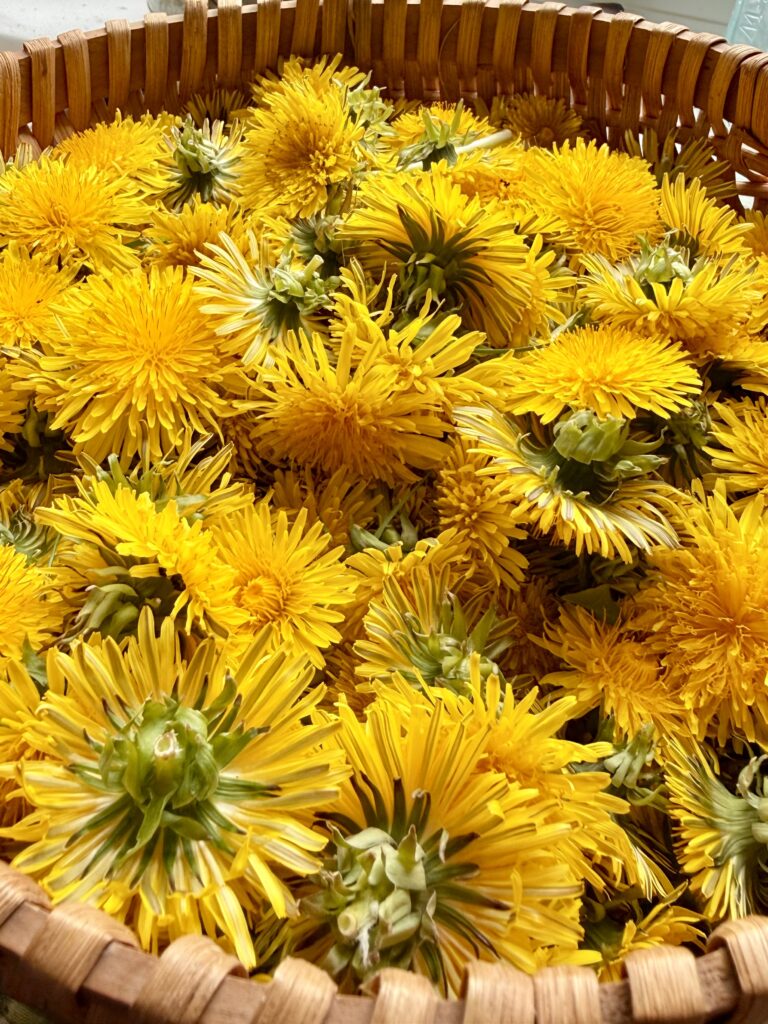 Dandelion Vinegar
