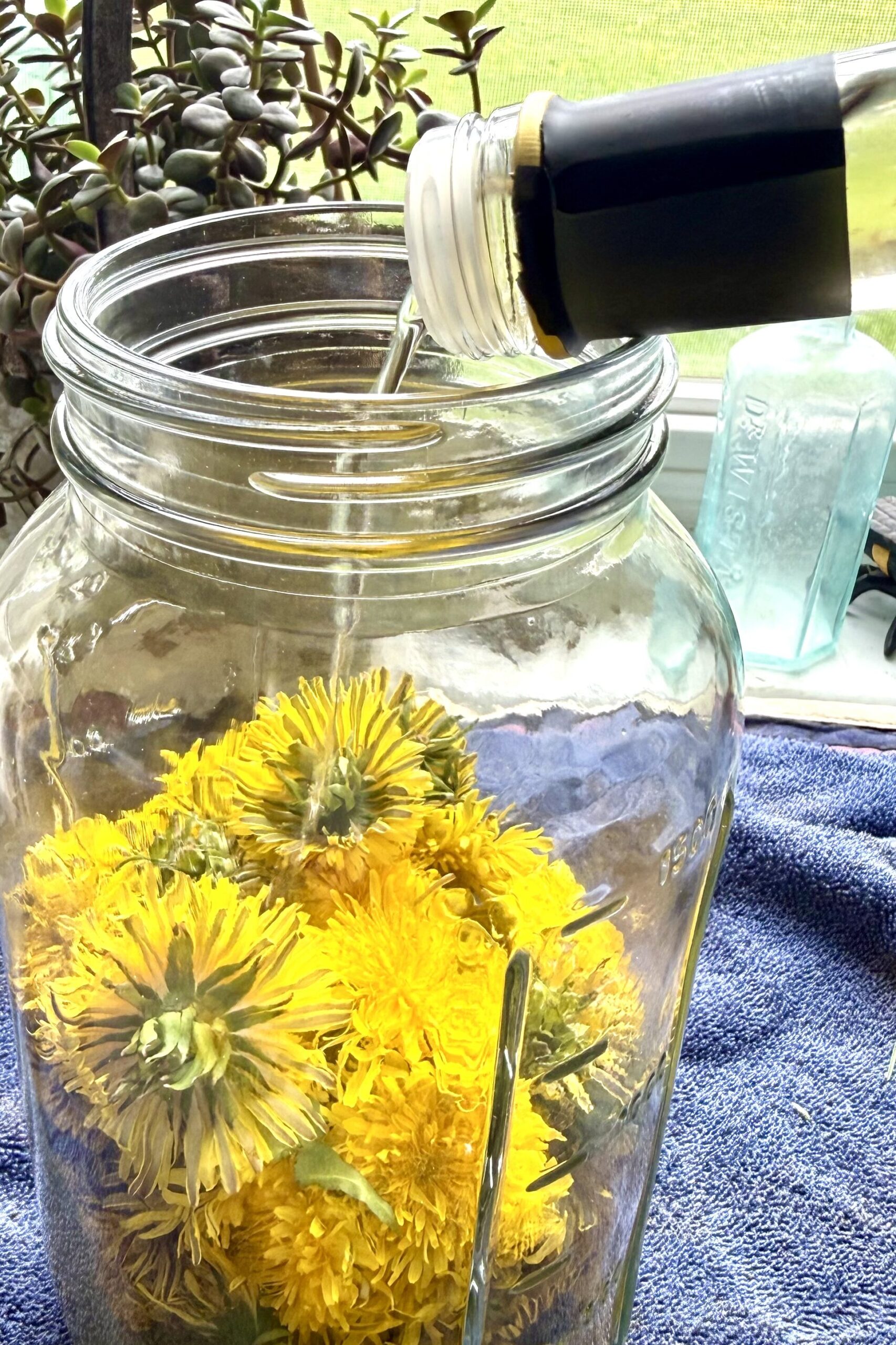 Dandelion Infusion